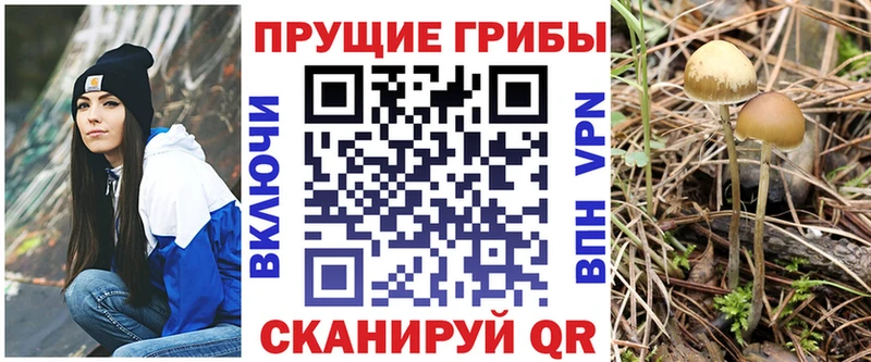 Купить  Вуктыл  Псилоцибиновые грибы Psilocybe 
